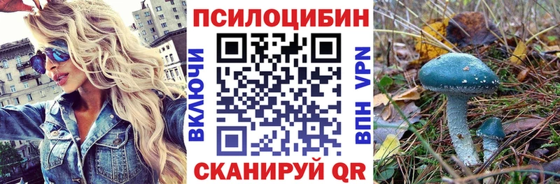 кракен как войти  Славгород  Псилоцибиновые грибы Psilocybe 